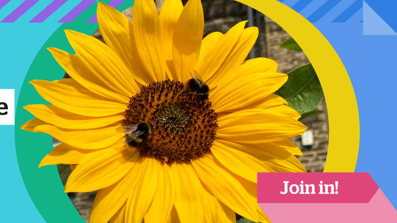 Free Sunflower Seeds